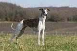 WHIPPET 356